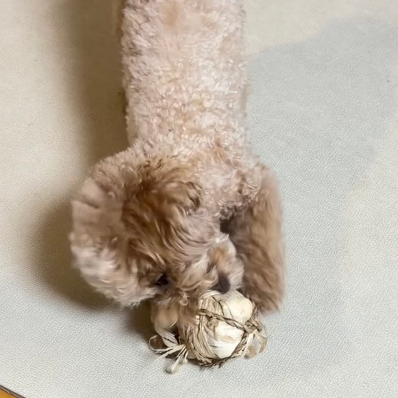 毛毛玩草球